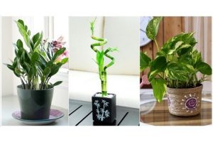 plantes porte-bonheur