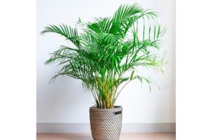 plante de palmier porte bonheur 